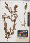 Foto von Salix aurita L. x Salix purpurea L.